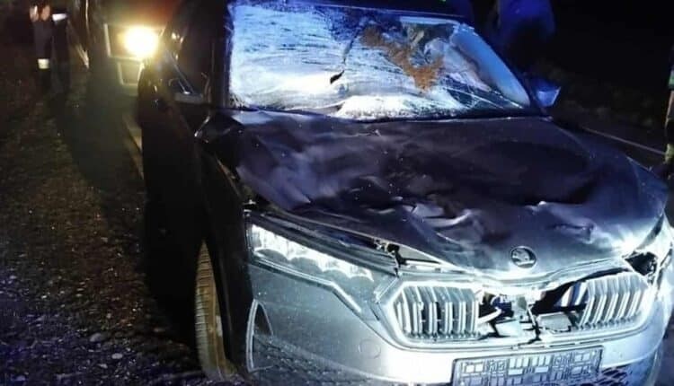 Zderzenie z łosiem na drodze między Ciechanowem a Przasnyszem